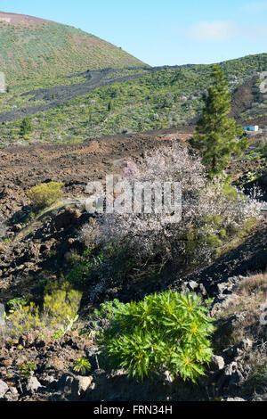 Spanien, Teneriffa, blühende Mandelbäume bei der Ortschaft Las Manchas Foto Stock