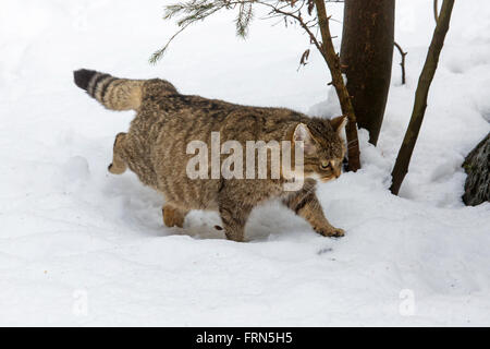 Europeo in gravidanza gatto selvatico (Felis silvestris silvestris) passeggiate nella neve in inverno Foto Stock