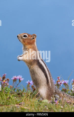 Golden-massa mantled scoiattolo (Callospermophilus lateralis) in posizione eretta, nativo di western America del Nord Foto Stock