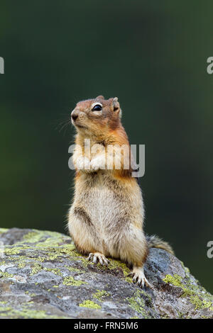 Golden-massa mantled scoiattolo (Callospermophilus lateralis) in posizione eretta su roccia, nativo di western America del Nord Foto Stock