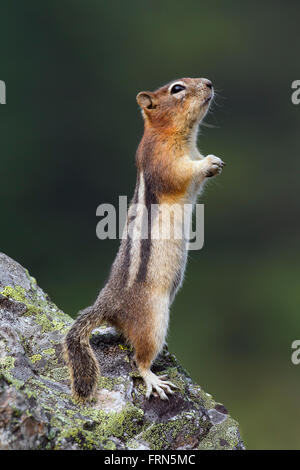 Golden-massa mantled scoiattolo (Callospermophilus lateralis) in posizione eretta su roccia, nativo di western America del Nord Foto Stock