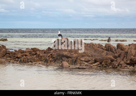 Pelican e altri uccelli marini sulle rocce della spiaggia poco profonda acqua, golfo di St Vincent, Sud Australia Foto Stock