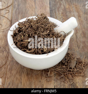 Cimicifuga radice herb usato in alternativa naturale a base di erbe su uno sfondo di legno vecchio. Foto Stock