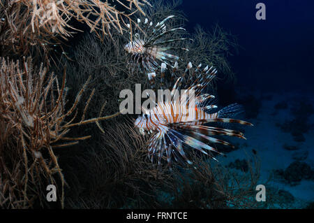 Una coppia di leone sta nascondendo in soft coral boccole, Baa Atoll, Maldive Foto Stock