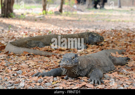 Un paio di draghi di Komodo sono distesi sotto l'albero nel parco nazionale di Komodo Foto Stock