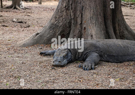 Un drago di Komodo è giacente sotto la struttura ad albero nel parco nazionale di Komodo Foto Stock