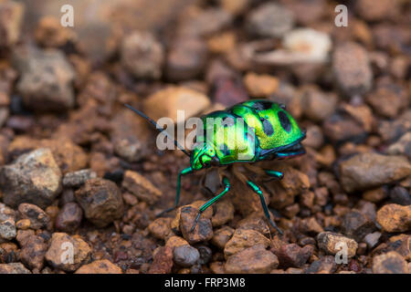 Jewel Bug o Shield sosteneva Bug nella famiglia Scutelleridae, Mumbai, Maharashtra, India. Chirsocoris Stolli Foto Stock