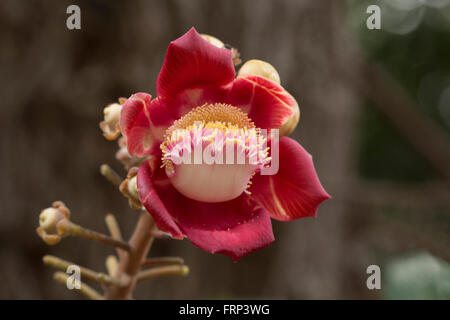 Canon fiore a sfera, couroupita guianensis, lecythidaceae, Mumbai, Maharashtra, India Foto Stock