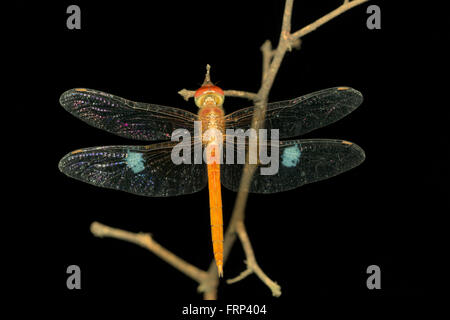 Rainpool alianti, Pantala sp., Libellulidae libellula, Mumbai, Maharashtra, India Foto Stock