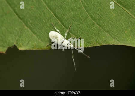 Bug, Mumbai, Maharashtra, India Foto Stock