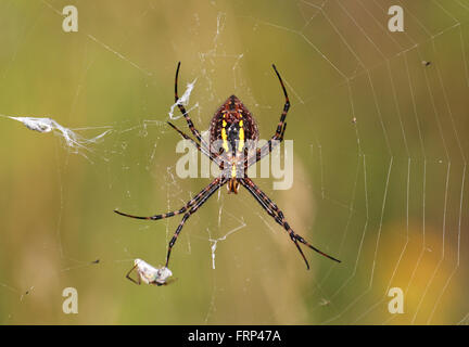 Orb weaver spider facendo un web nella luce del mattino. Foto Stock