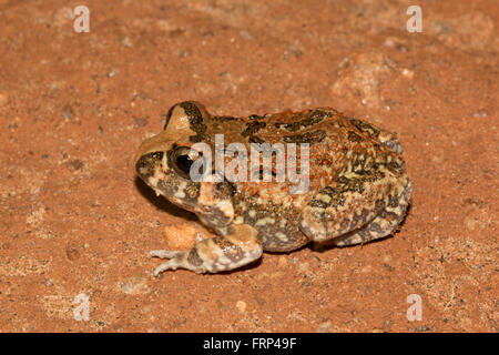 Scavando rana, Sphaerotheca sp., Dicroglossidae, Bangalore, Karnataka, India Foto Stock