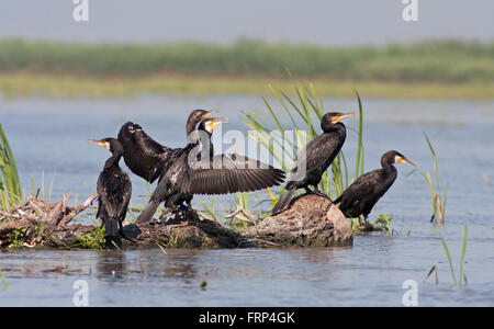 Grande cormorano (Phalacrocorax carbo) nel delta del Danubio. Foto Stock