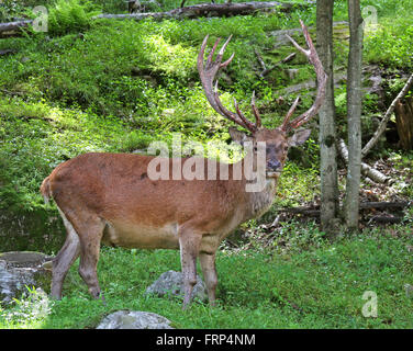 Bull rosso cervo (Cervus elaphus) in estate Foto Stock