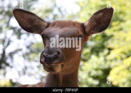 Femmina rosso cervo (Cervus elaphus) in estate Foto Stock