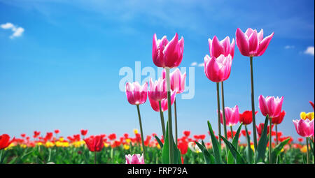 I tulipani sul cielo dello sfondo. Composizione della natura. Foto Stock