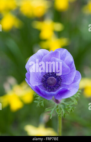 Anemone fiore di armonia tra serie tete a tete narcisi. Foto Stock