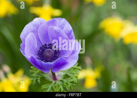 Anemone fiore di armonia tra serie tete a tete narcisi. Foto Stock