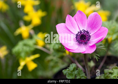 Anemone fiore di armonia tra serie tete a tete narcisi. Foto Stock