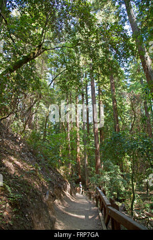 Armstrong Redwoods Riserva Naturale Statale Foto Stock