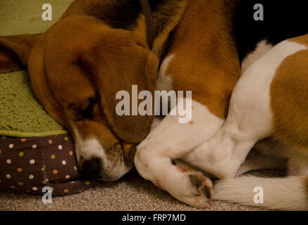 cane da lepre di sonno Foto Stock