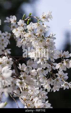 Fiori Ciliegio al Palazzo Imperiale di Kyoto Foto Stock