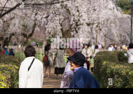 Fiori Ciliegio al Palazzo Imperiale di Kyoto Gardens Foto Stock