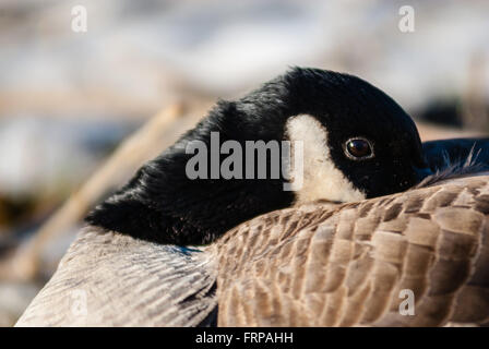 Close-up di Canada Goose rimboccandosi testa e becco in piume. Foto Stock