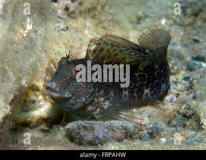 Un piccolo pesce esce del suo foro e vetrine Foto Stock