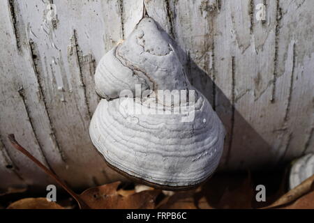 Staffa tipo di funghi. Un giovane "Tinder Polypore' funghicoltura da un registro di betulla. Il nome scientifico è 'Fomes fomentarius.". Foto Stock