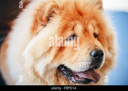 Red semiscafi Chow Chow cane close up ritratto Foto Stock