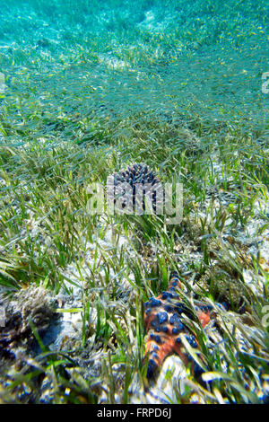 Fattoria di alghe marine. Sumbawa. Indonesia. Foto Stock