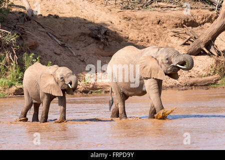 L'elefante africano (Loxodonta africana), attraversando il fiume con i giovani, Samburu riserva nazionale, Kenya Foto Stock