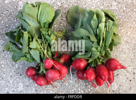 Red English ravanello Raphanus sativus, insalata popolare coltura alimentare con foglie più brevi con pochi i lobi e le piccole globose radici rosso Foto Stock