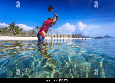 Fattoria di alghe marine.Sumbawa.Indonesia. Foto Stock