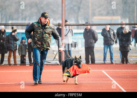 GOMEL, Bielorussia - Febbraio 21, 2014: pastore tedesco addestramento del cane nella regione di Gomel sports club e decorativo di cane allevamento. Bitt Foto Stock