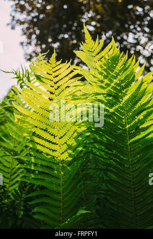 Belle foglie di felci fogliame verde naturale felce floreale sfondo nella luce del sole. Foto Stock