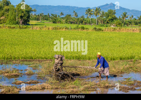 Filippine Leyte Ormoc preparare i campi di riso per la piantagione Adrian Baker Foto Stock