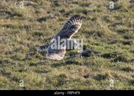 Eurasian corto-eared gufo comune (asio flammeus) in volo Foto Stock