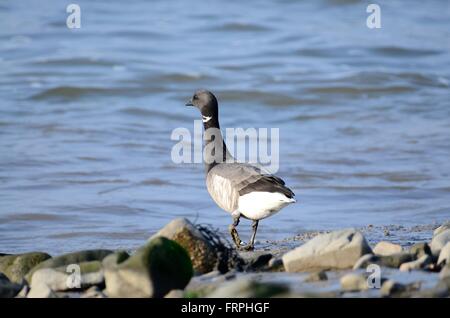 Brent goose Branta bernicla sulla banca del estuario Tywi Carmarthenshire Foto Stock