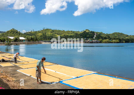 Filippine Leyte Baybay diffondendo il riso fuori ad asciugare accanto al mare Adrian Baker Foto Stock