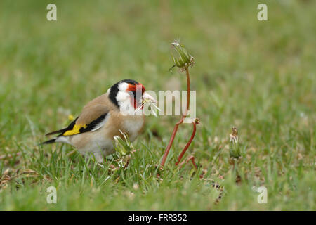 European Goldfinch ( Carduelis carduelis ), un maschio colorato, siede a terra in erba mangiando semi di dente di leone, fauna selvatica, Europa. Foto Stock