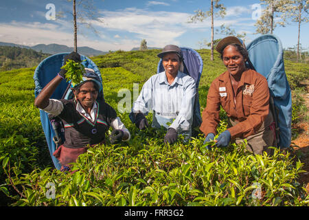 Il Tamil tè-pluckers su una tenuta vicino a Nuwara Eliya, Sri Lanka Foto Stock