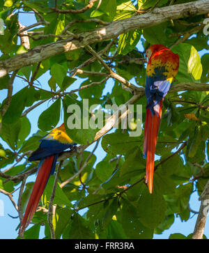 Penisola di OSA, COSTA RICA - scarlet macaw nella struttura ad albero nella foresta di pioggia. Ara macao Foto Stock