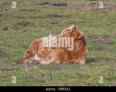 Highland vacche con i giovani vitelli al pascolo nei millington yorkshire Foto Stock