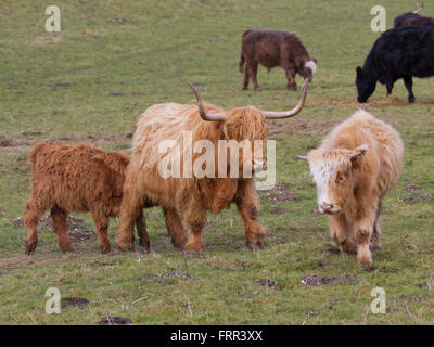 Highland vacche con i giovani vitelli al pascolo nei millington yorkshire Foto Stock