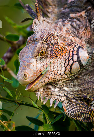 Penisola di OSA, COSTA RICA - Maschio iguana verde nella struttura ad albero, nella foresta di pioggia Foto Stock