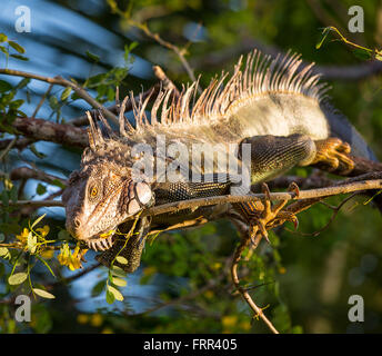 Penisola di OSA, COSTA RICA - Maschio iguana verde nella struttura ad albero, nella foresta di pioggia Foto Stock