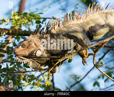 Penisola di OSA, COSTA RICA - Maschio iguana verde nella struttura ad albero, nella foresta di pioggia Foto Stock