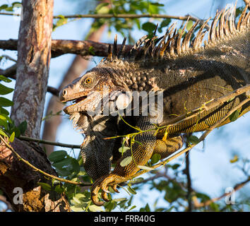 Penisola di OSA, COSTA RICA - Maschio iguana verde nella struttura ad albero, nella foresta di pioggia Foto Stock